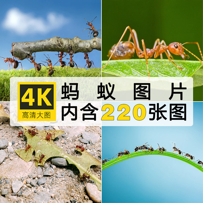 高清蚂蚁图片工蚁黑蚁幼蚁节肢动物昆虫微距摄影设计参考JPG素材