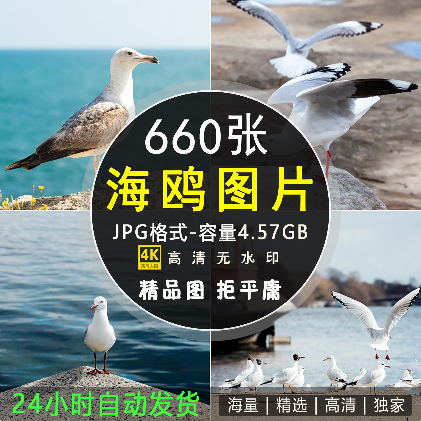 高清海鸥图片海鸟翅膀空中飞翔鸟群摄影实拍照片ps后期合成印素材