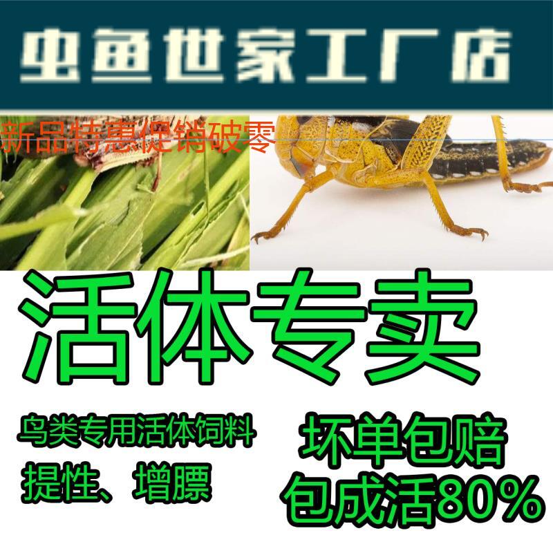 活体蚂蚱活虫蝗虫蚱蜢画眉鸟爬虫龟宠物蜂饲料鸟活食新鲜食物飞蝗