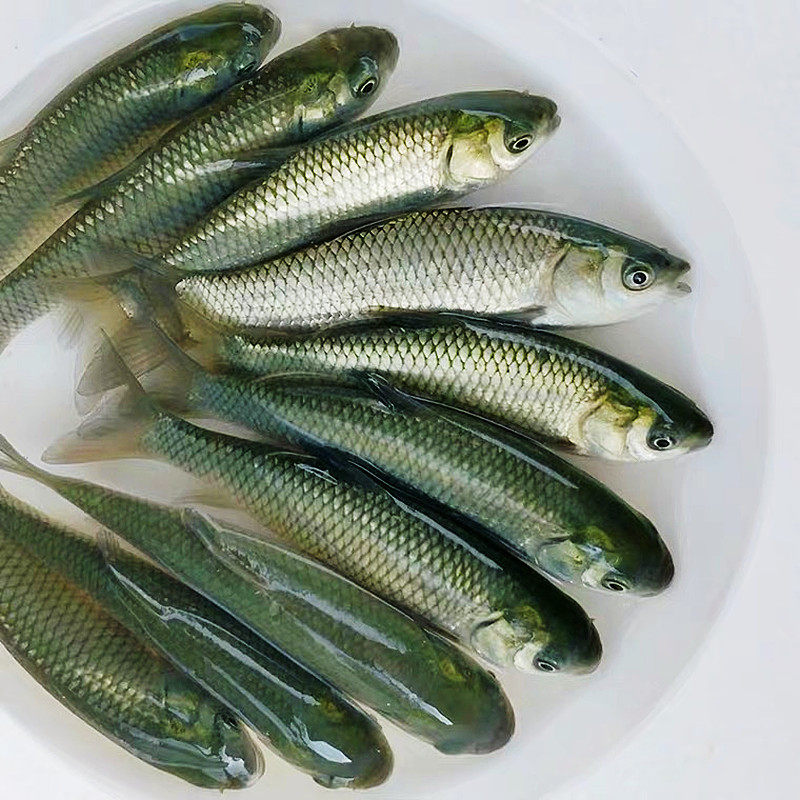 草鱼苗小鱼苗10厘米淡水活体鱼苗半斤一斤特大养殖20cm公分草鱼苗