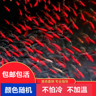 喂乌龟吃的小活鱼苗银龙鱼饲料淡水养殖小型活饵龟粮鳄龟食用小鱼