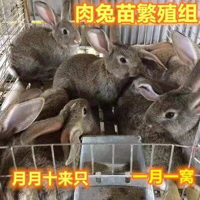 兔子活物公母一对活体宠物家兔活兔肉兔子苗巨型兔子苗家养幼兔苗