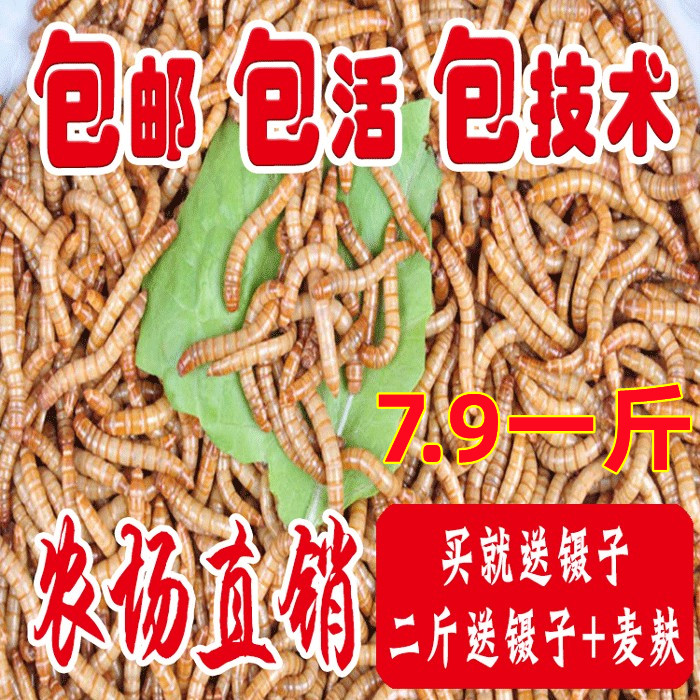 面包虫活体 黄粉虫活虫 鹦鹉鱼 金龙鱼 乌龟 画眉鸟石蛙饲料包邮