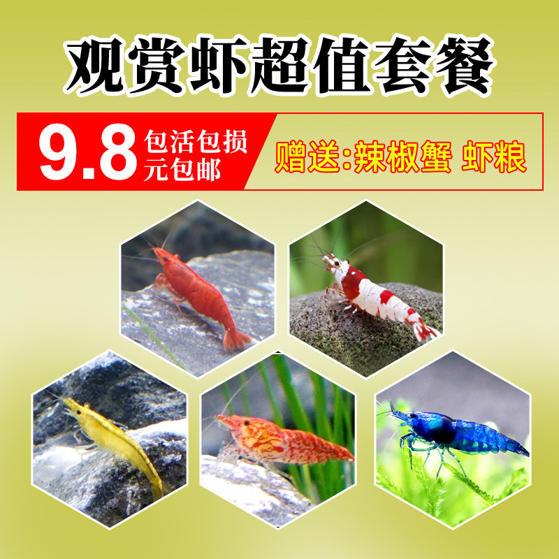 观赏虾活体淡水水晶虾除藻工具宠物樱花黑壳虾黄金米巧克力虾套餐