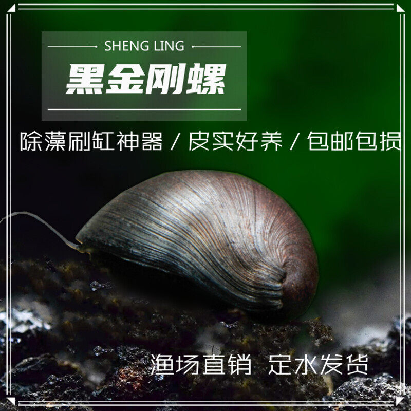 观赏除藻螺杀手斑马黑金刚洋葱角螺军帽苹果工具螺活体淡水宠物螺