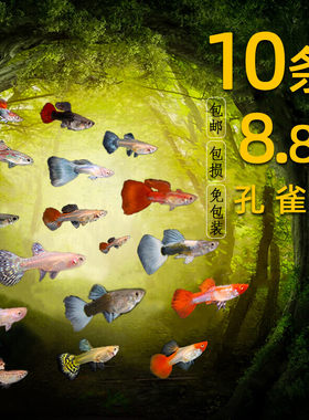 孔雀鱼纯种小型热带淡水观赏鱼斑马鱼活体孕母繁殖好养凤尾胎生鱼