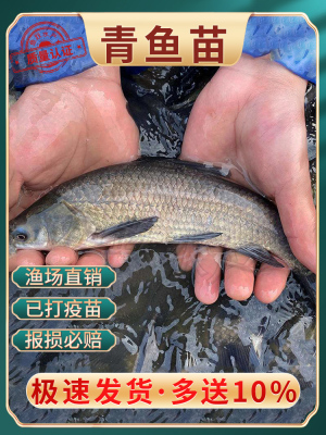 正宗青鱼苗淡水养殖食用特大螺蛳青鱼苗草鱼苗花鲢鱼苗四大家鱼苗