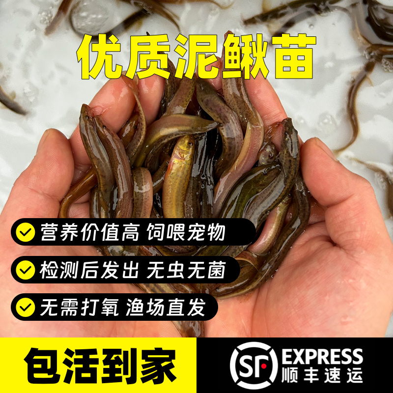 台湾泥鳅苗顺丰耐活易养活宠物鱼龙鱼乌龟筏钓小鱼淡水活体饲料鱼