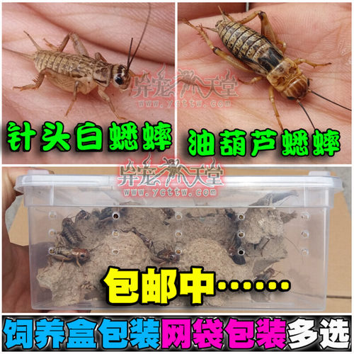 包邮白蛐蛐蟋蟀油葫芦蟋蟀活体饲料虫蜘蛛蜥蜴爬虫龙鱼等食物