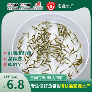 小鱼苗淡水草鱼食蚊鱼练手鱼饲料鱼龙鱼饲料活体鱼闯缸鱼 喂乌龟