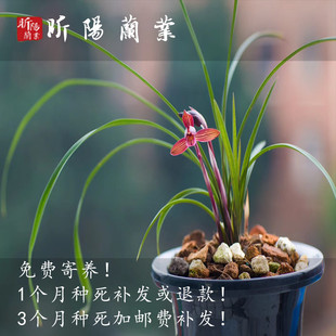 昕阳兰业兰花春兰醉红素素花浓香花卉室内阳台观盆栽植物好养 包邮