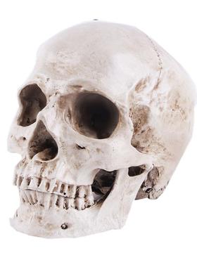 树脂工艺品骷颅头模型教学用品骷髅头动物头骨万圣节道具化装舞会