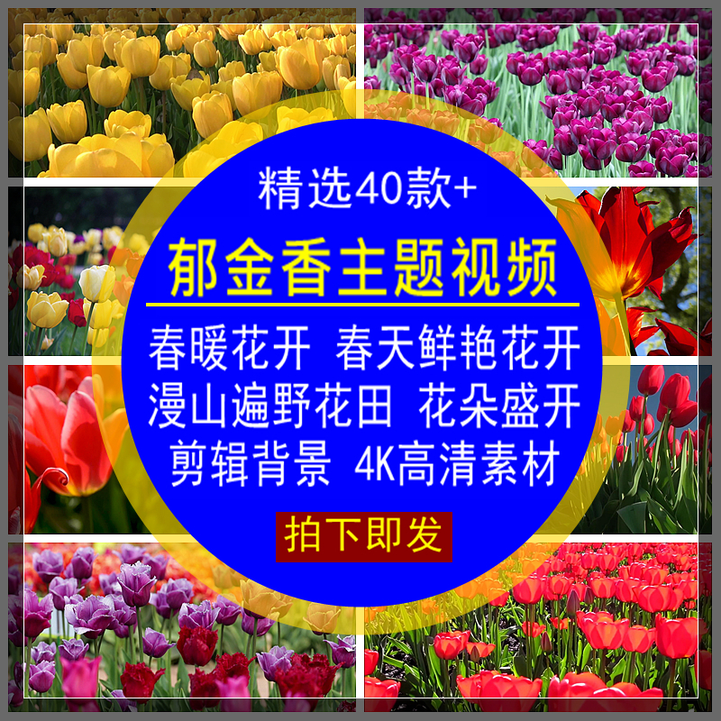 郁金香视频花朵盛开花春天鲜艳花春暖背景4K动态高清特写剪辑素材
