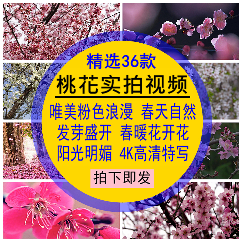桃花实拍视频素材唯美粉色浪漫春天自然发芽春暖盛开花朵阳光明媚