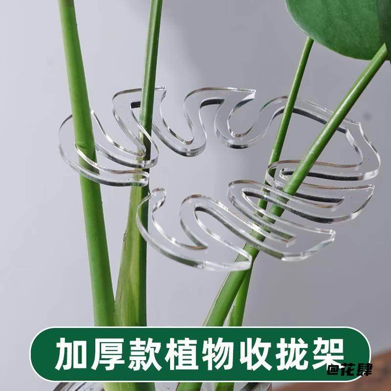 蟹爪兰室内防倒伏植物支撑架支撑环龟背竹夹绑带定型植物支撑杆