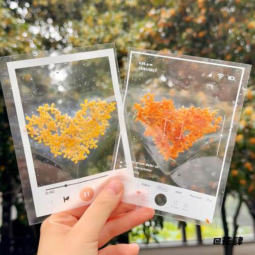 透明多功能植物树叶材料包diy书签桂花压花干花自制标本手工