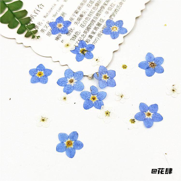 紫色干花diy材料手工薰衣草脸部装饰压花画勿忘草花植物标本