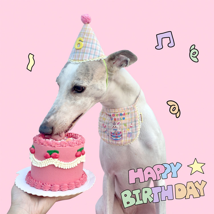 咕噜gulu：兔兔蛋糕生日套装猫咪狗狗礼盒口水巾围兜节日领结围脖