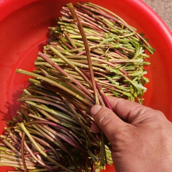洞庭湖野采黎蒿新鲜藜蒿泥蒿野藜蒿柳蒿现摘当季野菜保温箱冷藏