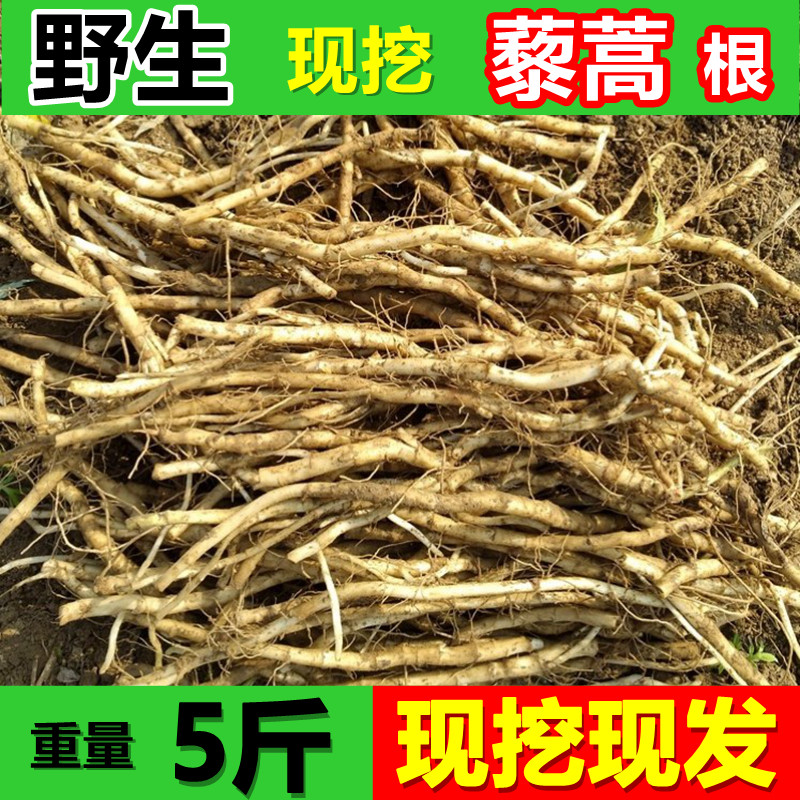 野生藜蒿根芦蒿根柳蒿泥蒿根水蒿根蓠蒌蒿根老根根芽包活野外现挖