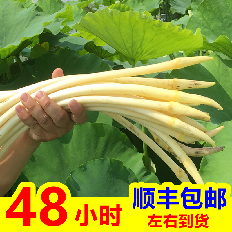 现挖洪湖莲藕带农家蔬菜嫩藕尖
