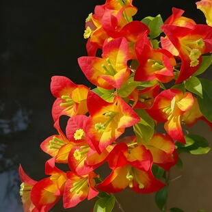 新品种（焰金蝶三角梅）袋苗勤花品种阳台绿植花卉包开花对版