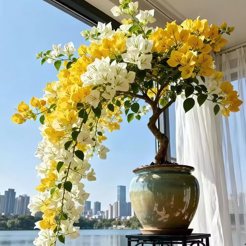 三角梅老桩多色盆栽耐热好养