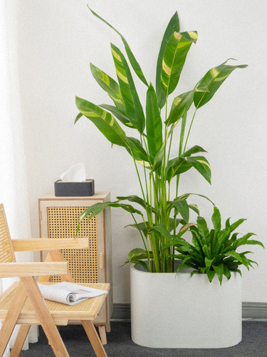 玄之祥石椭圆形水泥花盆长条镁泥花箱马槽简约北欧风绿植隔断盆景