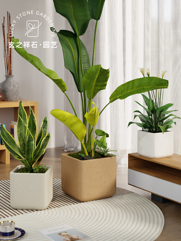 方形镁泥花盆轻奢高级感家用水泥花盆白色绿植盆栽龙血树龟背竹大