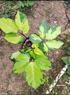 大叶伞锦锦叶大叶伞阿尔卑斯大叶伞盆栽花卉绿植阳台室内观叶
