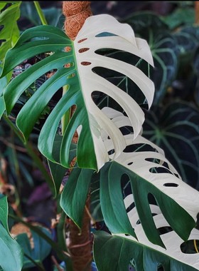 龟背竹盆栽室内植物龟背竹观叶