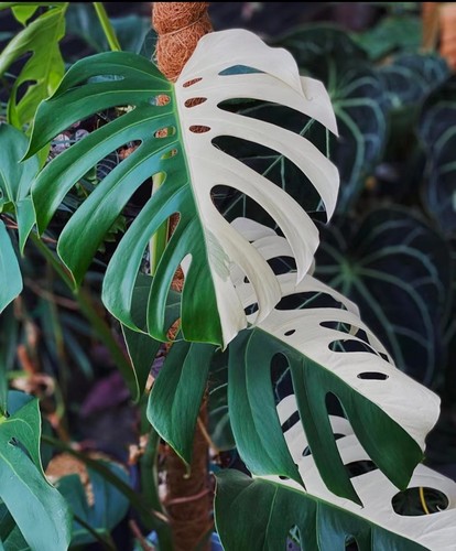 龟背竹盆栽室内植物龟背竹观叶