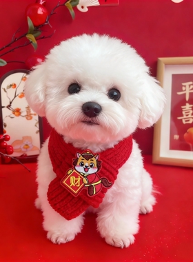 马年宠物围巾狗狗围脖新年喜庆暴富红色猫咪脖圈冬季针织狗狗围巾