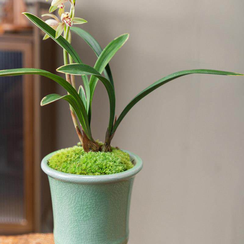 禅月达摩兰花盆栽带花苞发室内高级名贵花卉植物四季开绿植蝴蝶兰