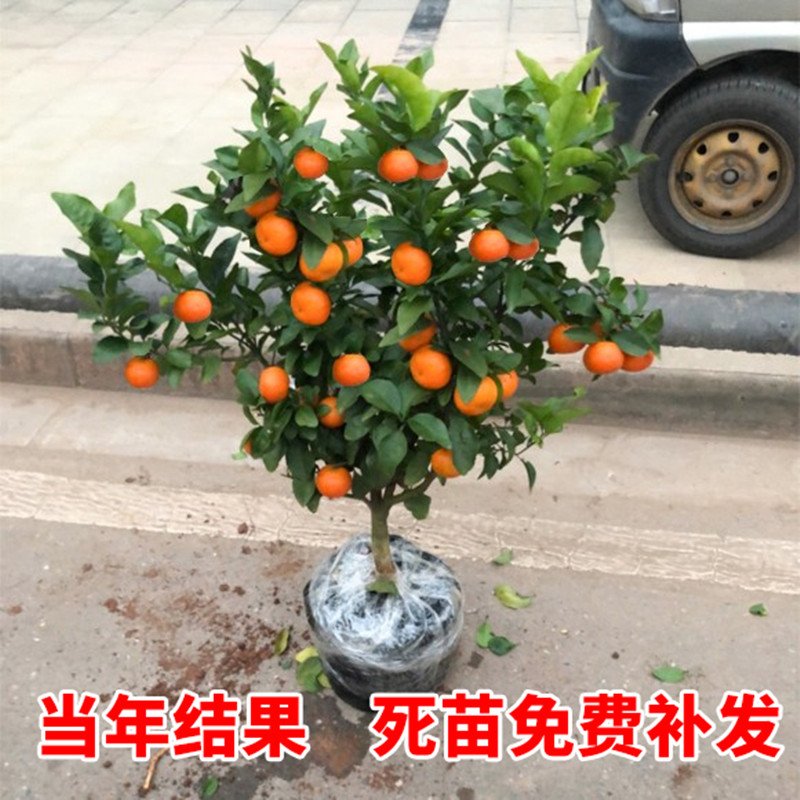 橘子树庭院果树盆栽桔子大树特大老桩带土盆景无籽砂糖橘名贵果树