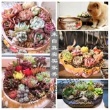 Большой керамический цветочный горшок, простой и элегантный дизайн