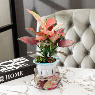 竹芋水培植物绿萝办公室内好养花卉如意皇后吉利红水养绿植小盆栽