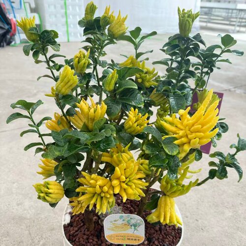 锦林佛手盆栽千指老桩带果室内外阳台庭院花卉绿植佛手柑小果盆景