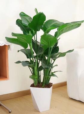 极速【4-5苗80-120cm】大型客厅绿植吸甲醛好看好养送Z白色菱形花