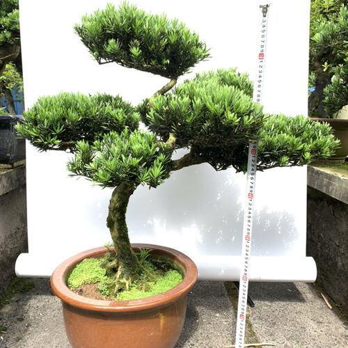 极速雀舌罗汉N松盆景成品 - 封面