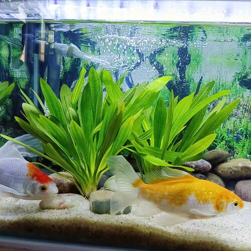 极速大叶绿九冠水草迷你阴性新手好养鱼缸草N缸溪流原生南美缸造