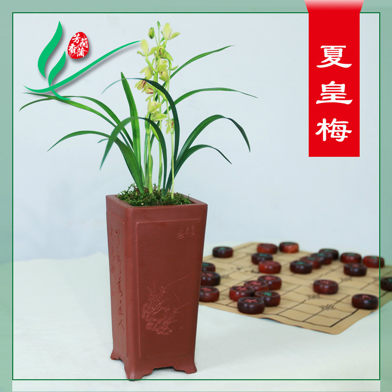 极速新品建兰兰花四季夏n皇梅y浓香花卉景栽盆土绿植带草植物名贵