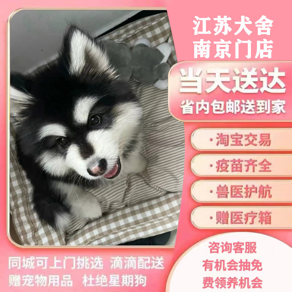 【江苏犬舍】纯种阿拉斯加幼犬狗狗赛级雪橇犬棕红色熊版宠物训练