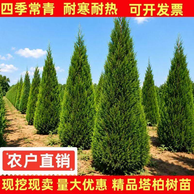 四季常青耐寒耐旱松柏树苗