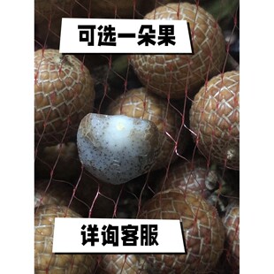 2026海南毛感天然星月菩提子籽原料红藤批带壳发原生态新月整串包