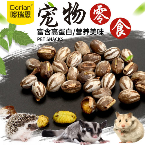 蜜袋鼯零食坦克虫活高蛋白