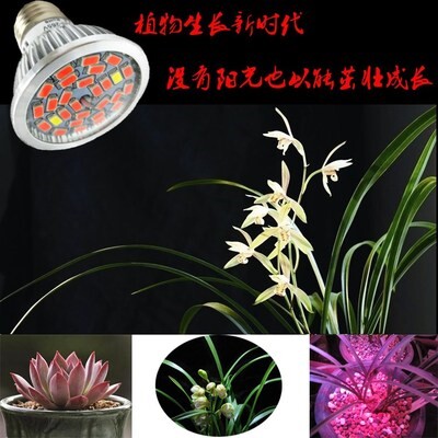 室内植物光合作用灯素材模板 室内植物光合作用灯图片下载 小麦优选