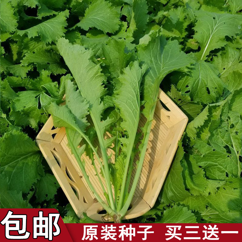 【种子】雪里红种子雪菜种九头鸟腌渍蔬菜种子耐寒四季播种菜籽种