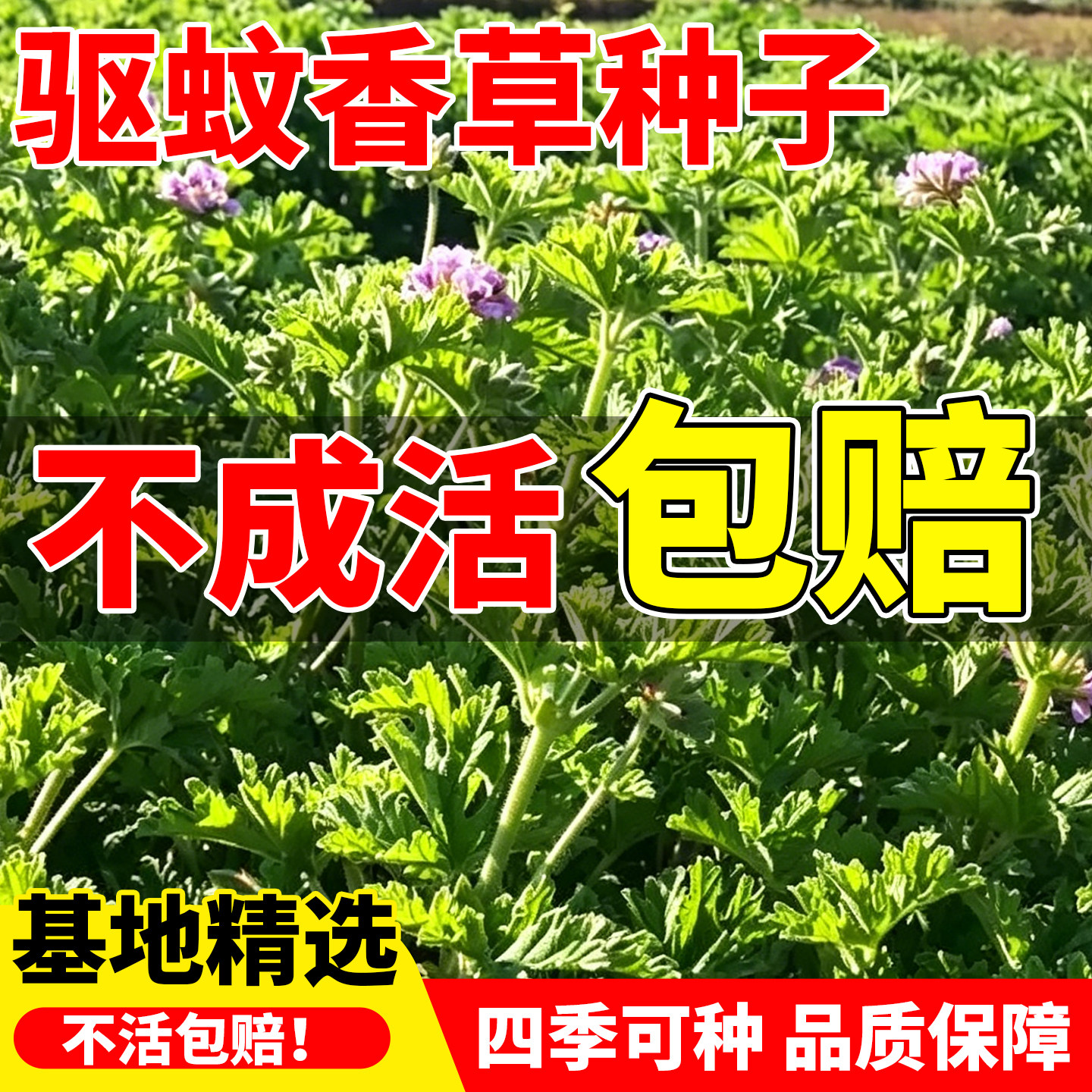驱蚊香草种子芳香菜风轮菜可食用阳台盆栽春秋播种香叶天竺葵种籽