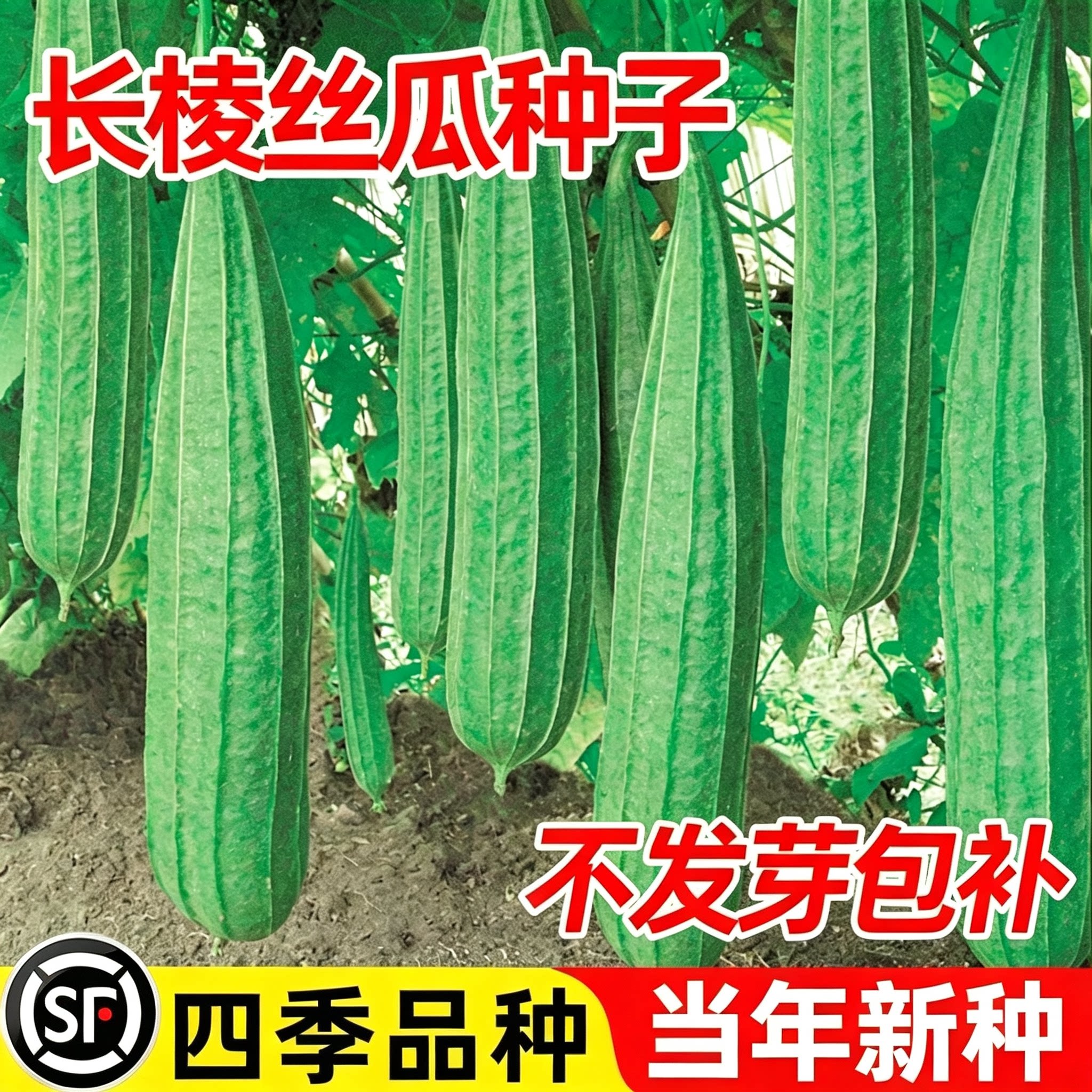长棱丝瓜种子四季蔬菜种孑图片